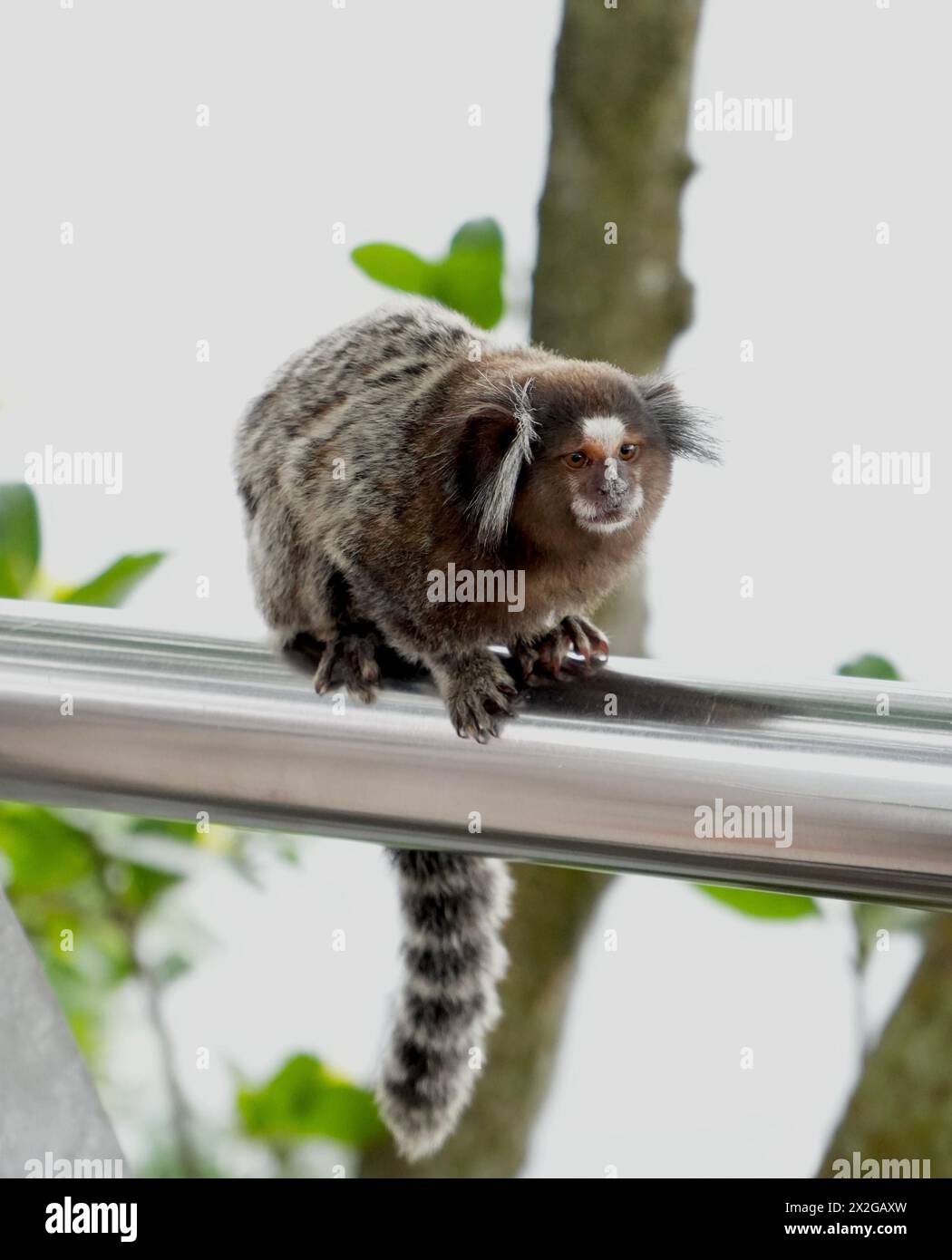 Un marmoset touffeté noir (Callithrix penicillata) assis sur une balustrade argentée sur la montagne Sugarloaf, Rio. Banque D'Images
