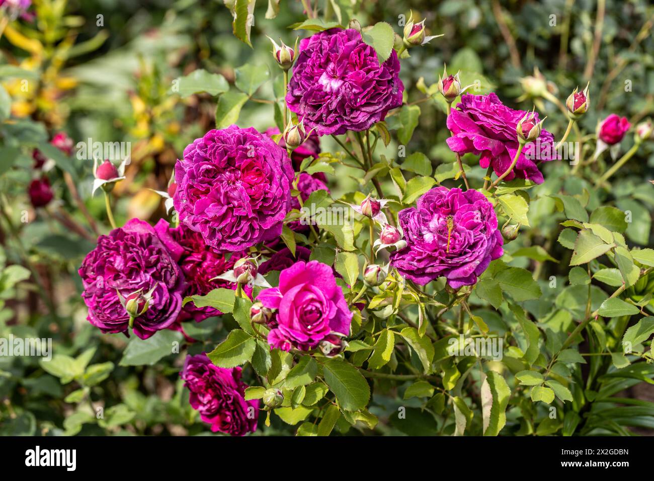 Rosa 'Munstead Wood' (Ausbernard). Rose anglaise cramoisie profonde élevée par David Austin. Banque D'Images