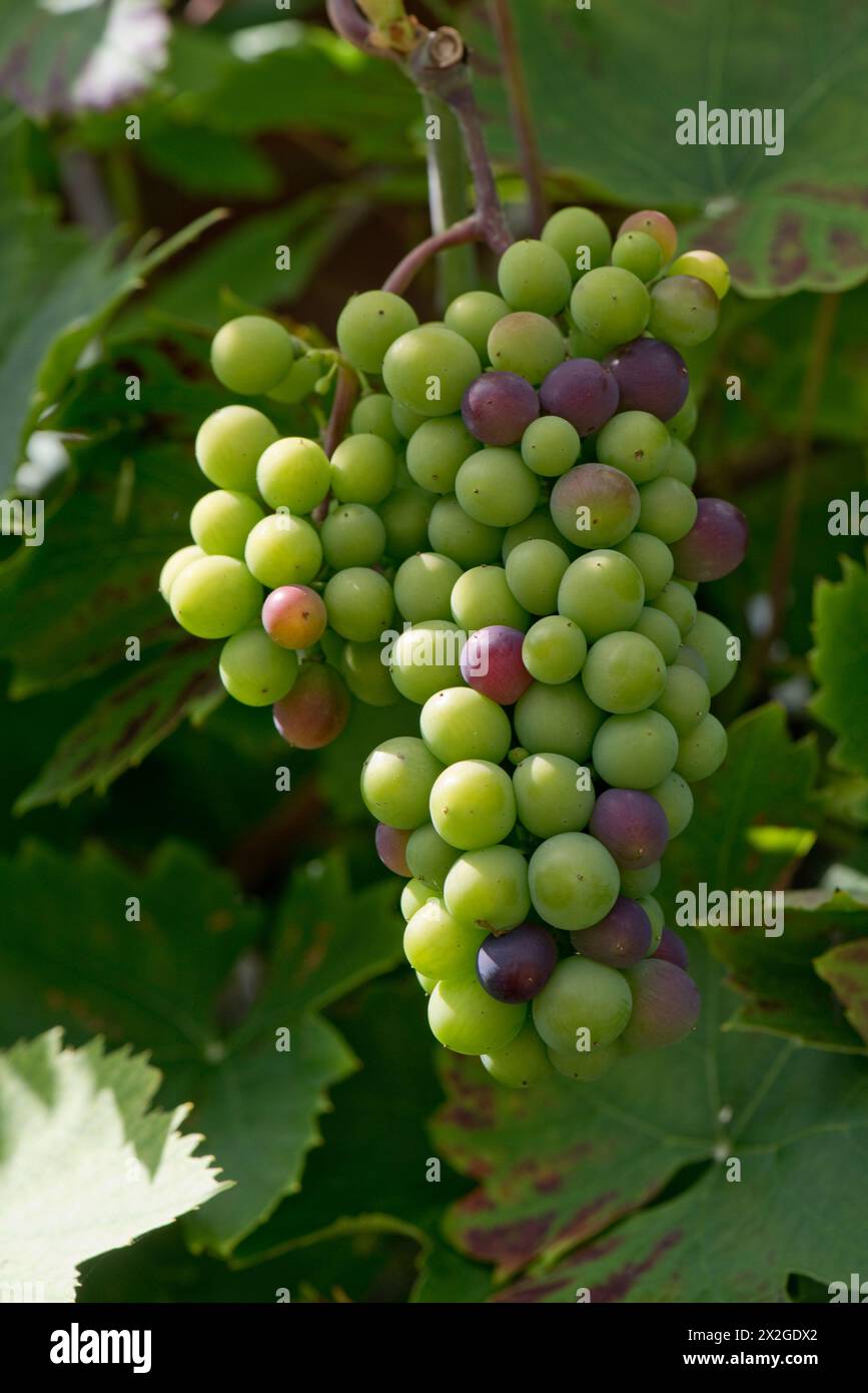 Un bouquet de raisins sur une vigne dans un jardin anglais gonflant et commençant à changer de couleur au rouge foncé, Berkshire, août Banque D'Images