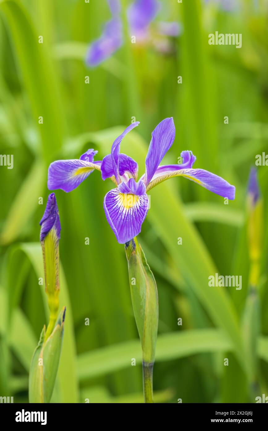 63899-05901 drapeau bleu Iris (Iris versicolor) dans la zone humide de Marion Co. IL Banque D'Images