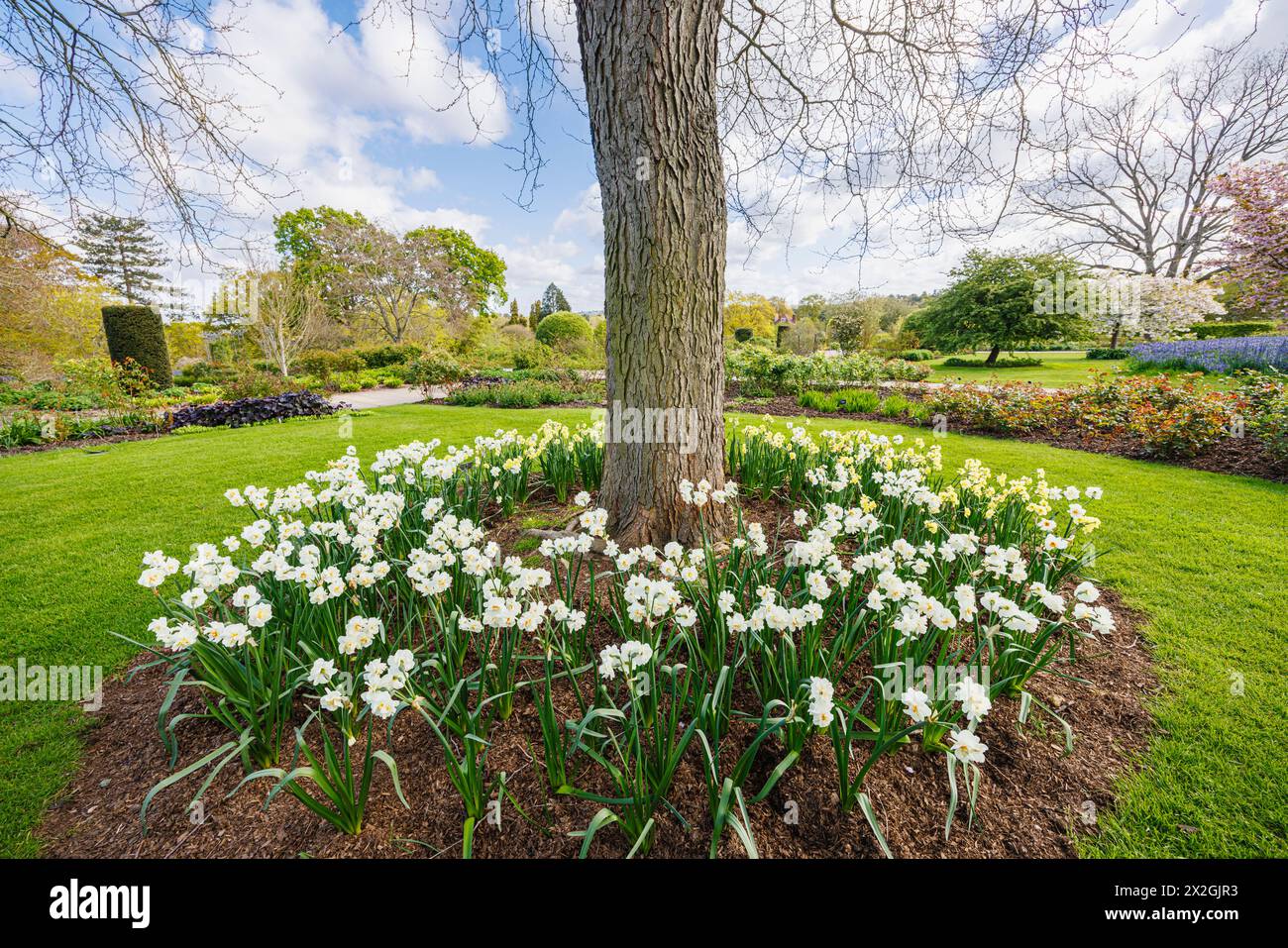 Narcissus 'Yellow Joyfulness' et blanc 'Joyfulness' floraison autour de la base d'un arbre, RHS Garden, Wisley, Surrey, sud-est de l'Angleterre au printemps Banque D'Images