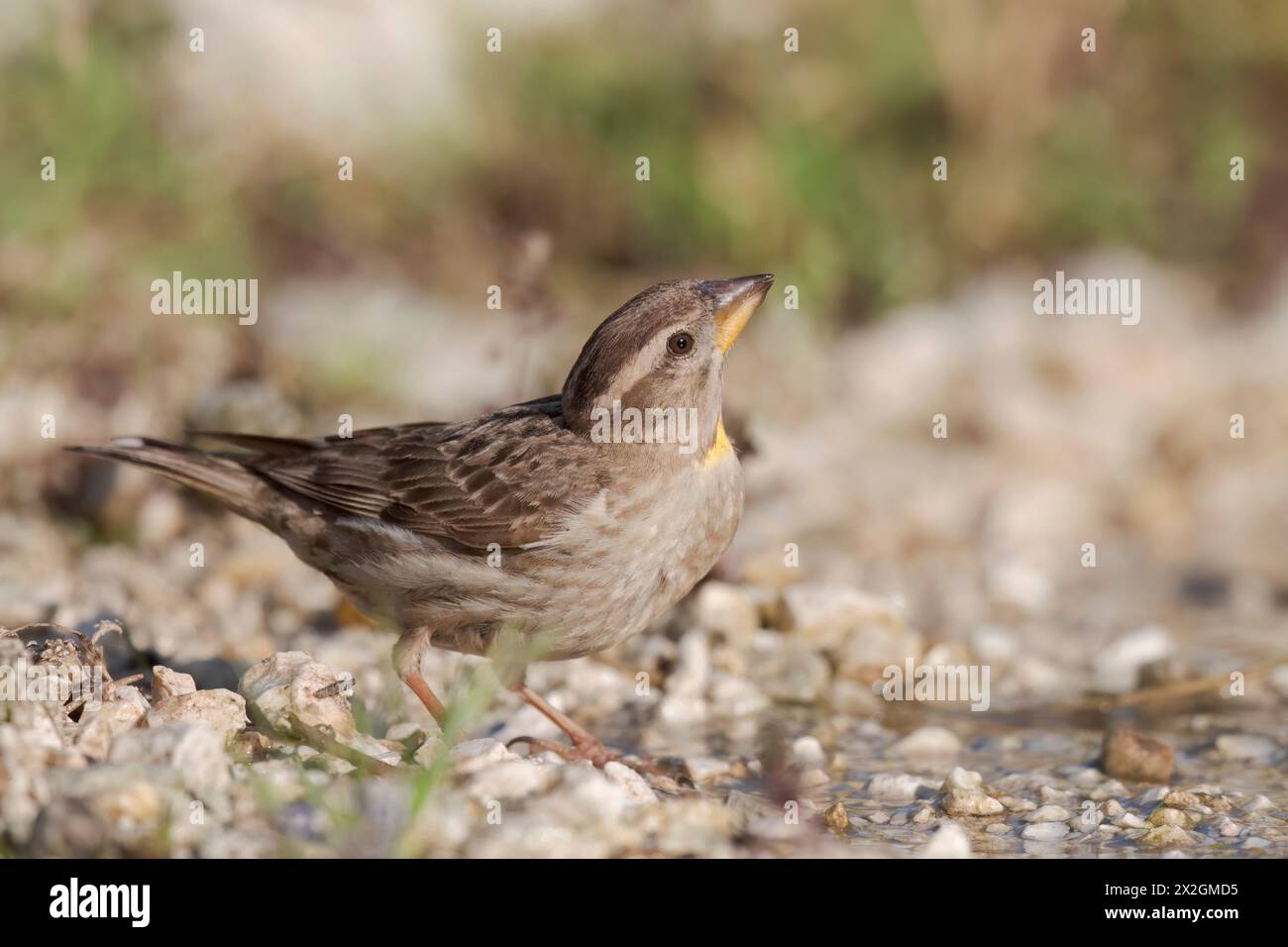 Moineau rocheux (Petronia petronia), petit oiseau, vivant à haute altitude en Europe méditerranéenne, Abruzzes, Italie. Banque D'Images