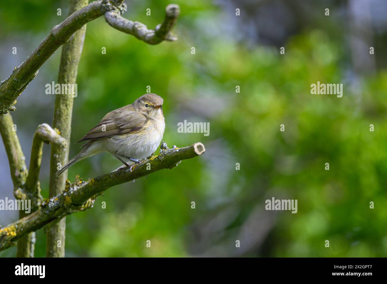 Chiffchaff, Phylloscopus collybita, perché sur une branche d'arbre Banque D'Images