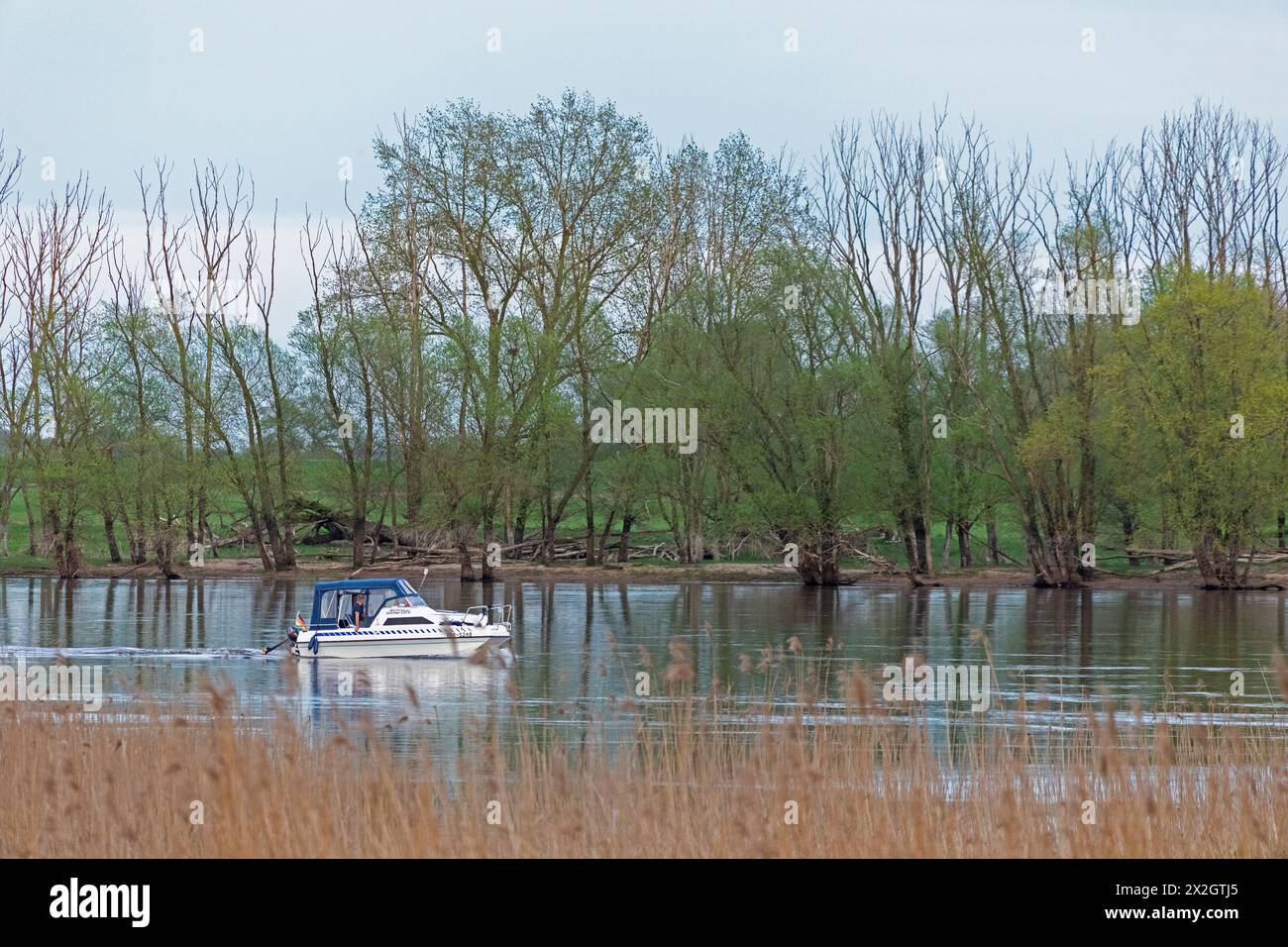 Arbres, roseau, eau, bateau à moteur, rivière Elbe, zones humides de l'Elbe près de Bleckede, basse-Saxe, Allemagne Banque D'Images
