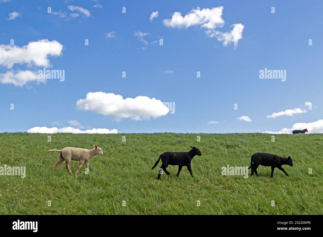 Agneaux, noir et blanc, moutons, digue de l'Elbe près de Bleckede, basse-Saxe, Allemagne Banque D'Images