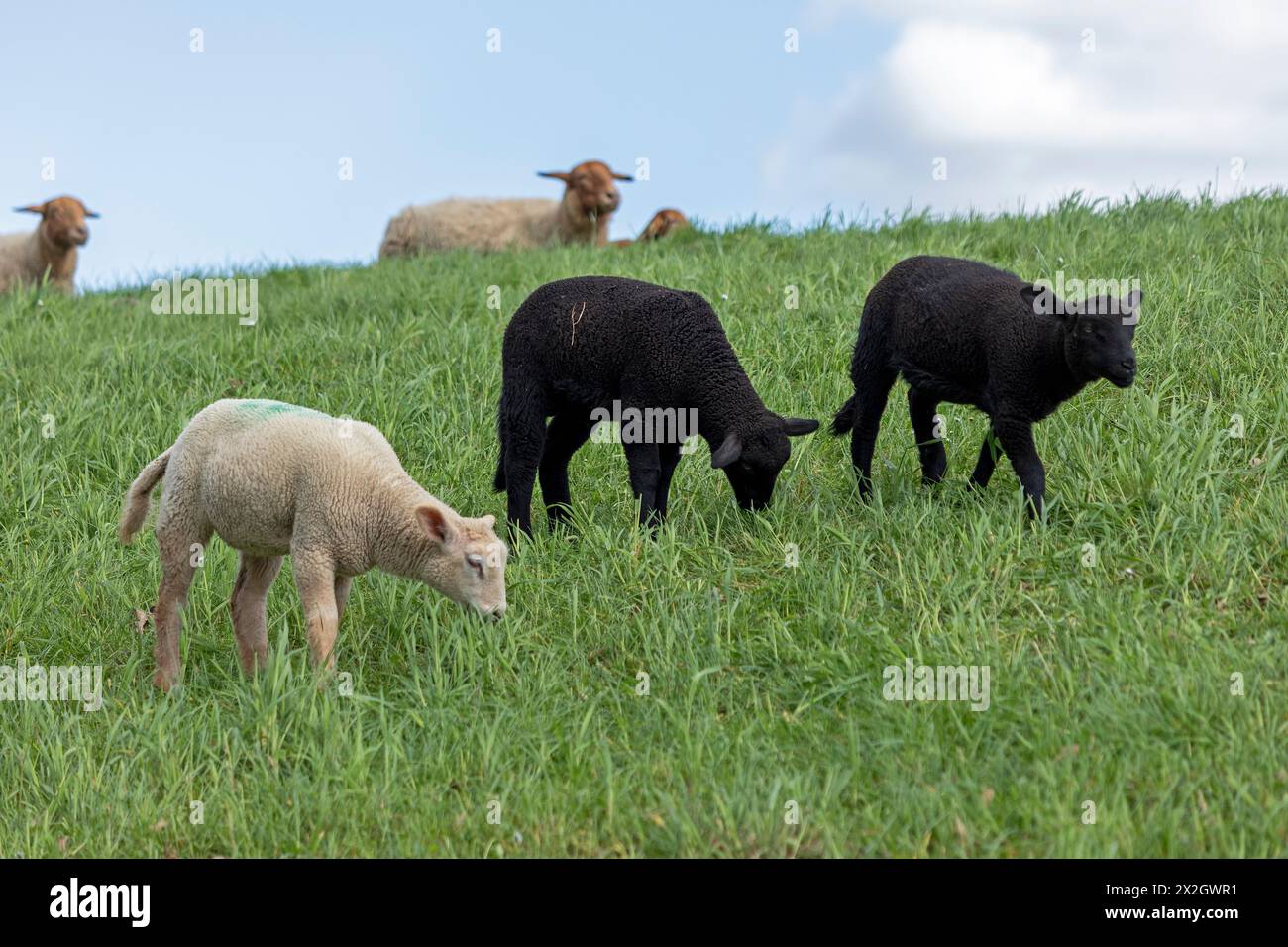 Agneaux, noir et blanc, moutons, digue de l'Elbe près de Bleckede, basse-Saxe, Allemagne Banque D'Images