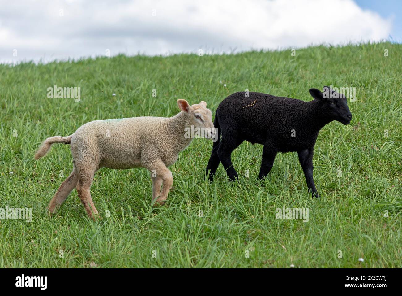 Agneaux, noir et blanc, moutons, digue de l'Elbe près de Bleckede, basse-Saxe, Allemagne Banque D'Images