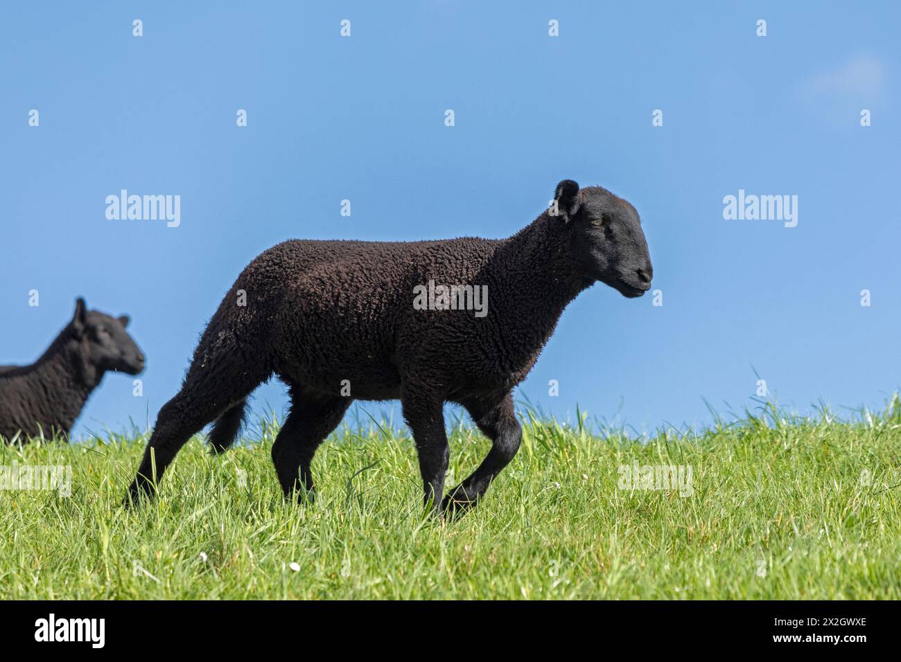 Agneaux, noirs, moutons, digue de l'Elbe près de Bleckede, basse-Saxe, Allemagne Banque D'Images