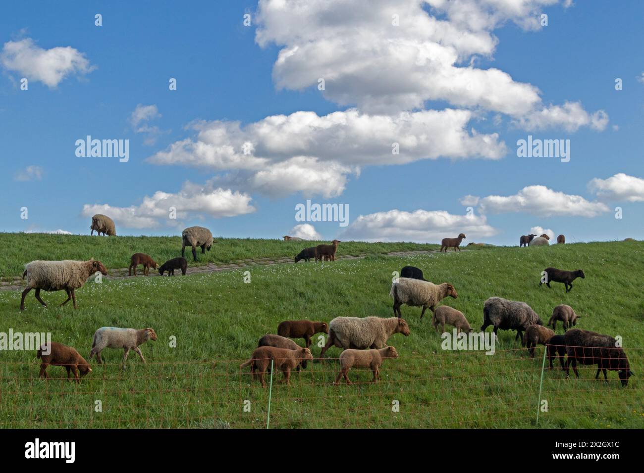 Troupeau de moutons, agneaux, blanc, noir, brun, digue de l'Elbe près de Bleckede, basse-Saxe, Allemagne Banque D'Images