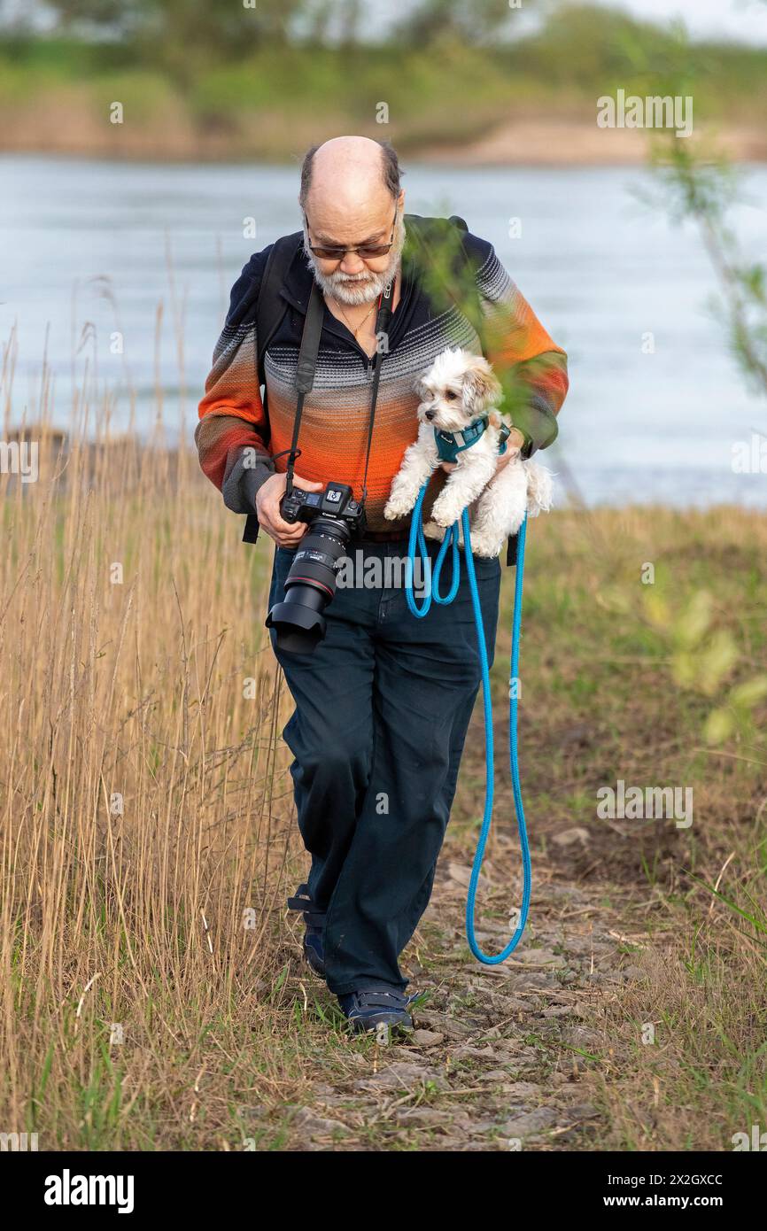 Homme âgé transportant le chien jouet Bolonka Zwetna à travers la boue, l'Elbe, les zones humides de l'Elbe près de Bleckede, basse-Saxe, Allemagne Banque D'Images
