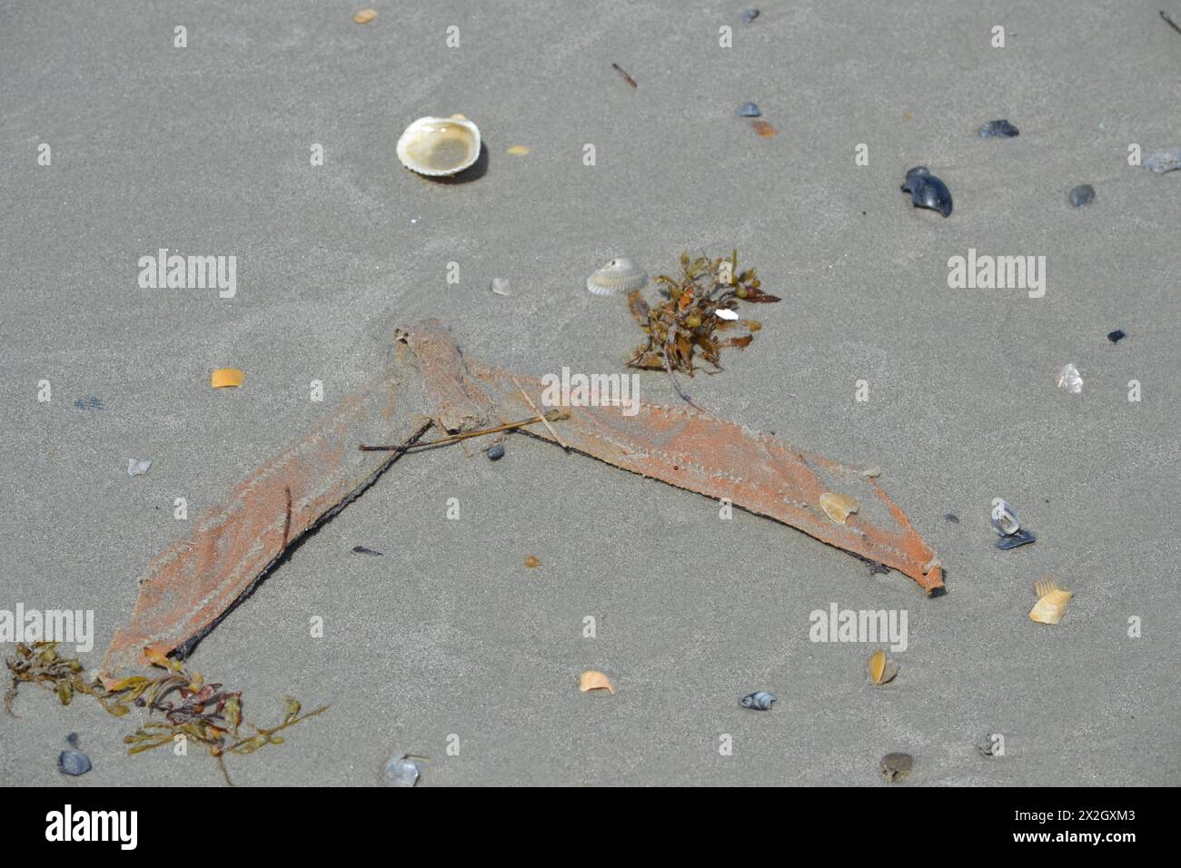 Une sangle cassée d'une flip-flop repose sur le sable près du bord de l'eau, entourée d'une collection de coquillages et de brins d'algues. Banque D'Images