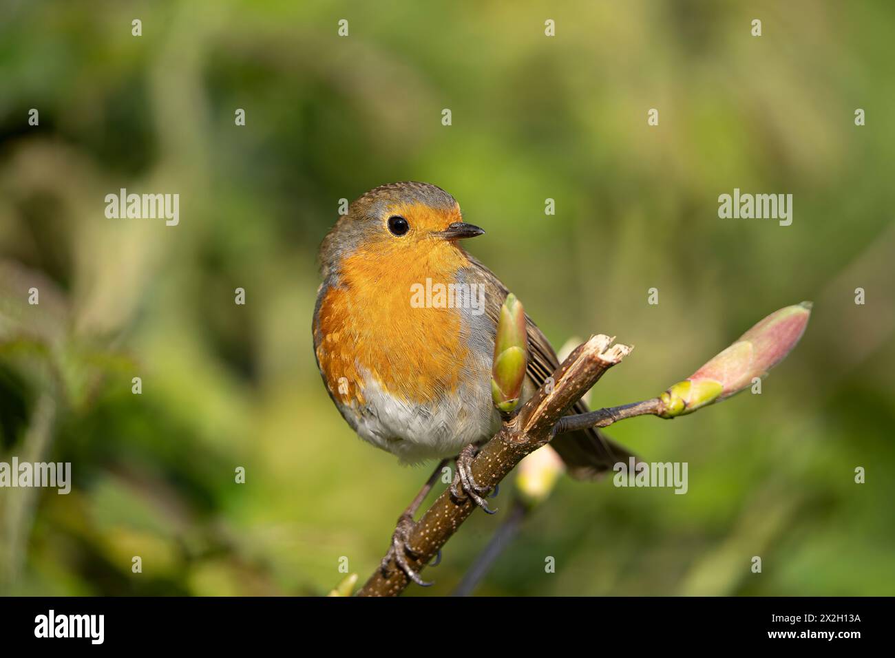 Gros plan vue de face détaillée d'un oiseau robin, tête tournée vers la gauche par une journée ensoleillée. L'oiseau est perché sur une petite branche en bourgeon. Banque D'Images
