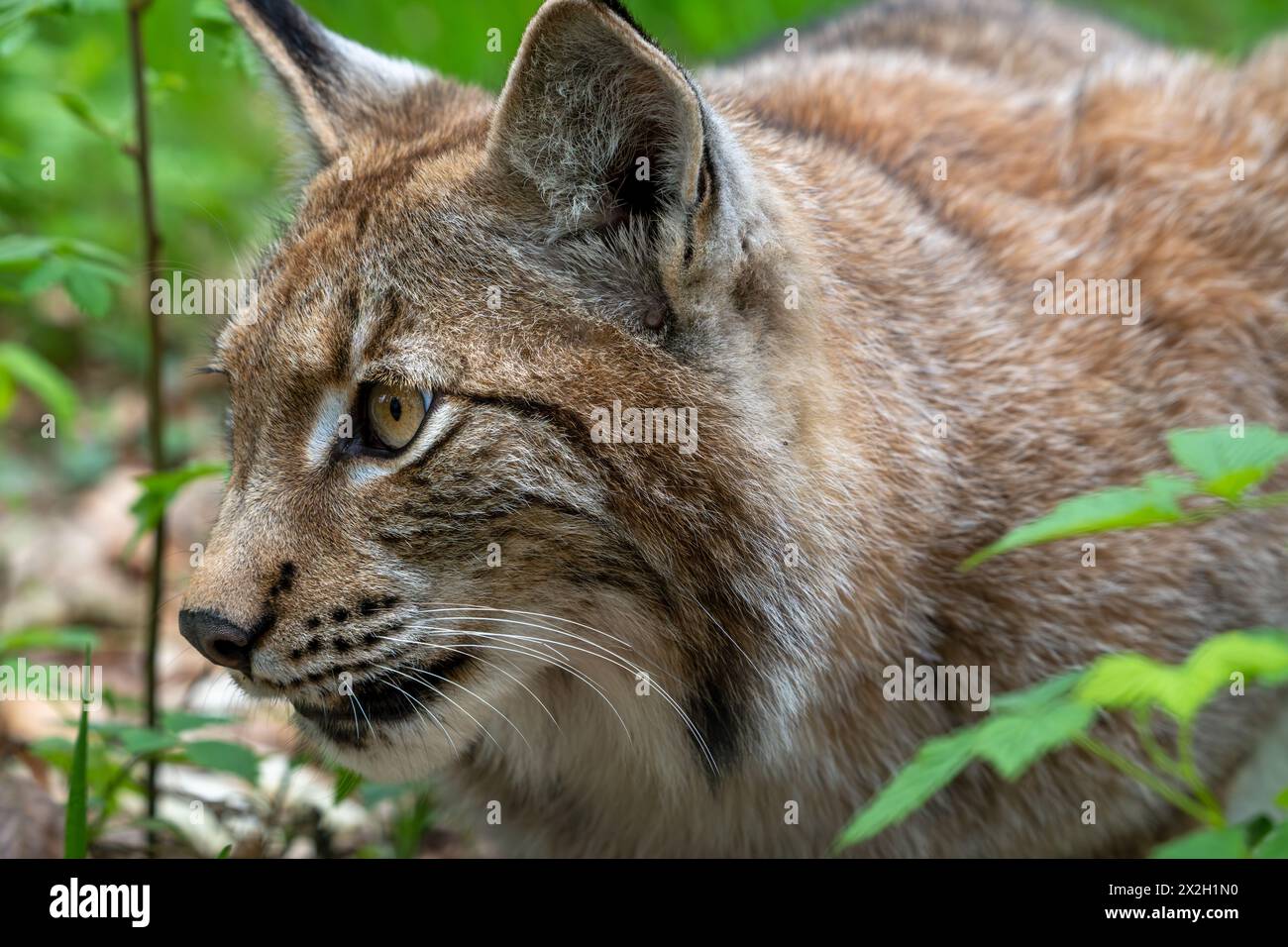 Gros plan du lynx eurasien (Lynx lynx) traquant des proies en forêt Banque D'Images
