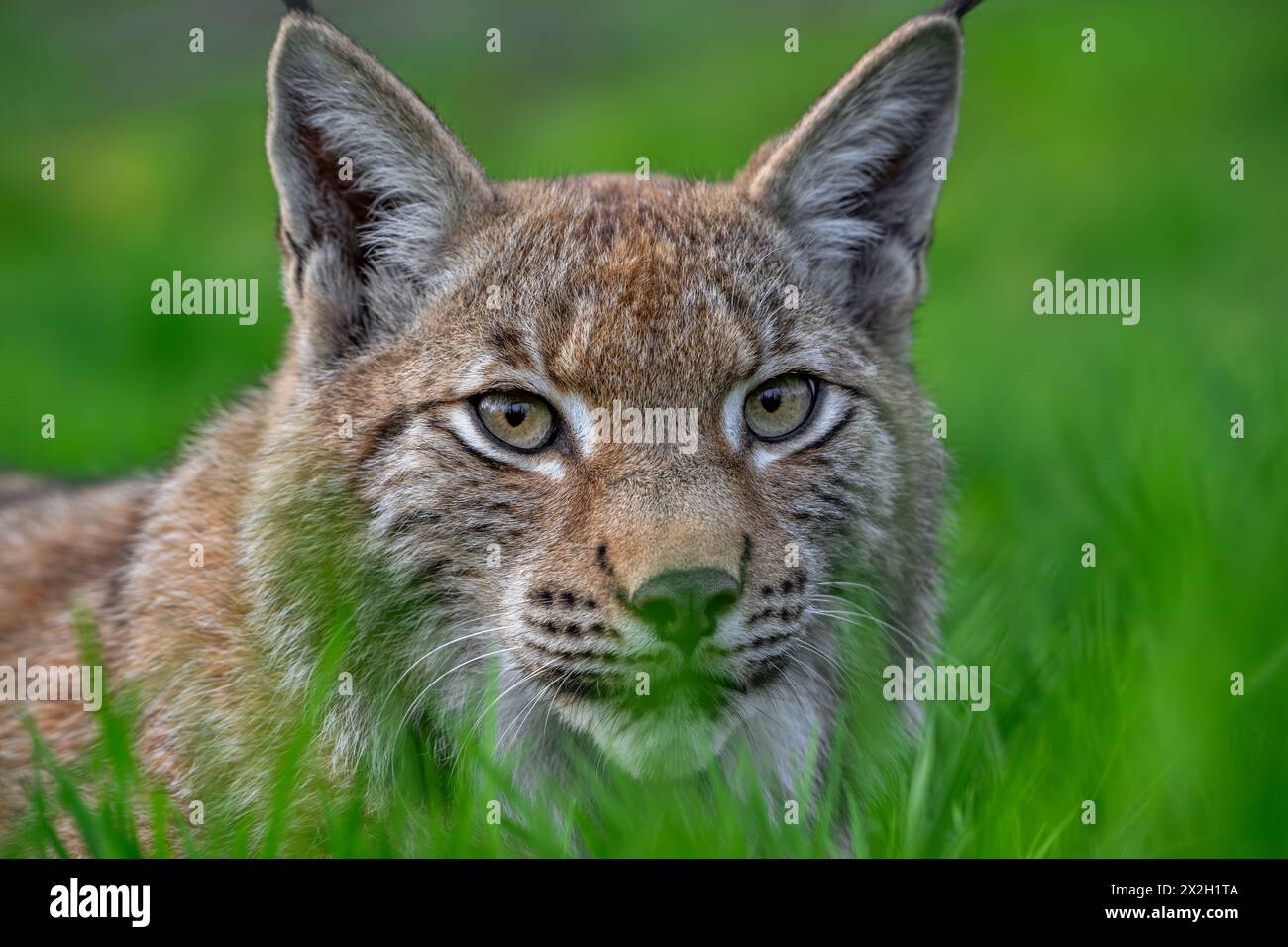 Portrait en gros plan de la chasse lynx eurasien (Lynx lynx) traquer des proies dans les prairies / prairies Banque D'Images