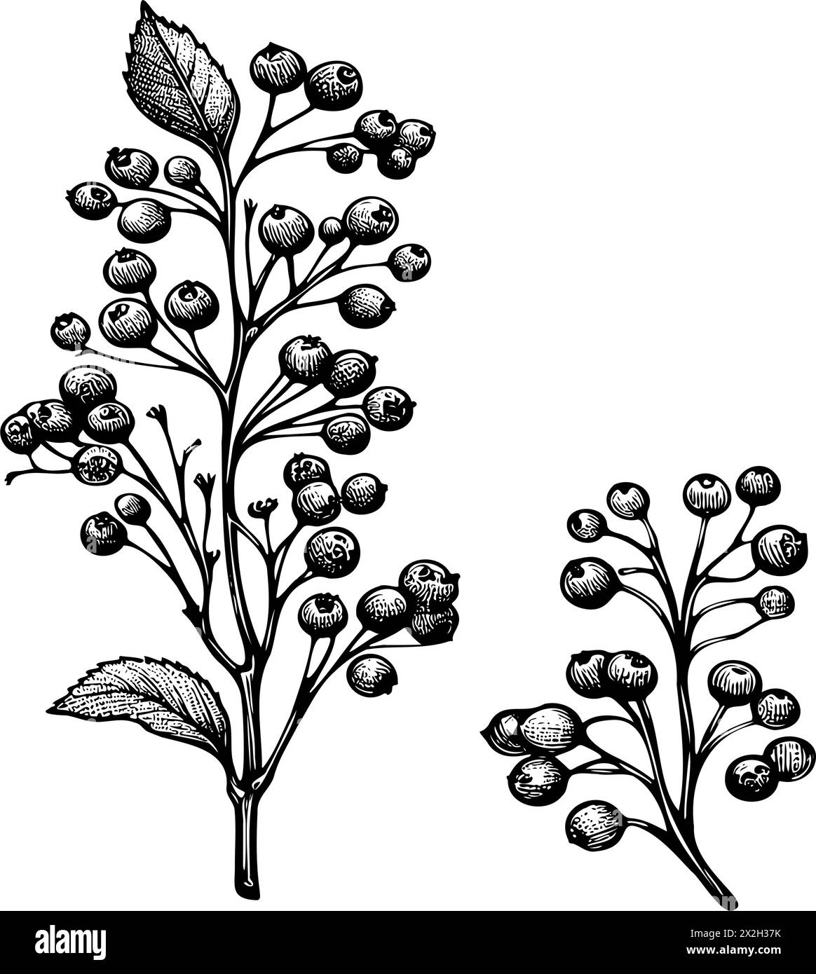 l'image est un dessin en noir et blanc de deux branches d'une plante avec des baies. Les branches sont fines et délicates, et les baies sont petites et groupées Illustration de Vecteur