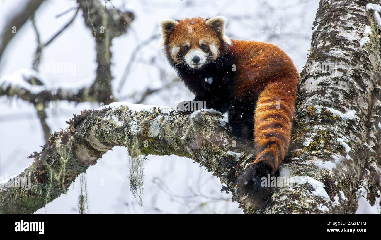 Panda rouge sauvage chinois (Ailurus fulgens styani) posant dans un arbre enneigé montrant le profil complet du corps dans la neige tombante (prise au Sichuan, Chine) Banque D'Images