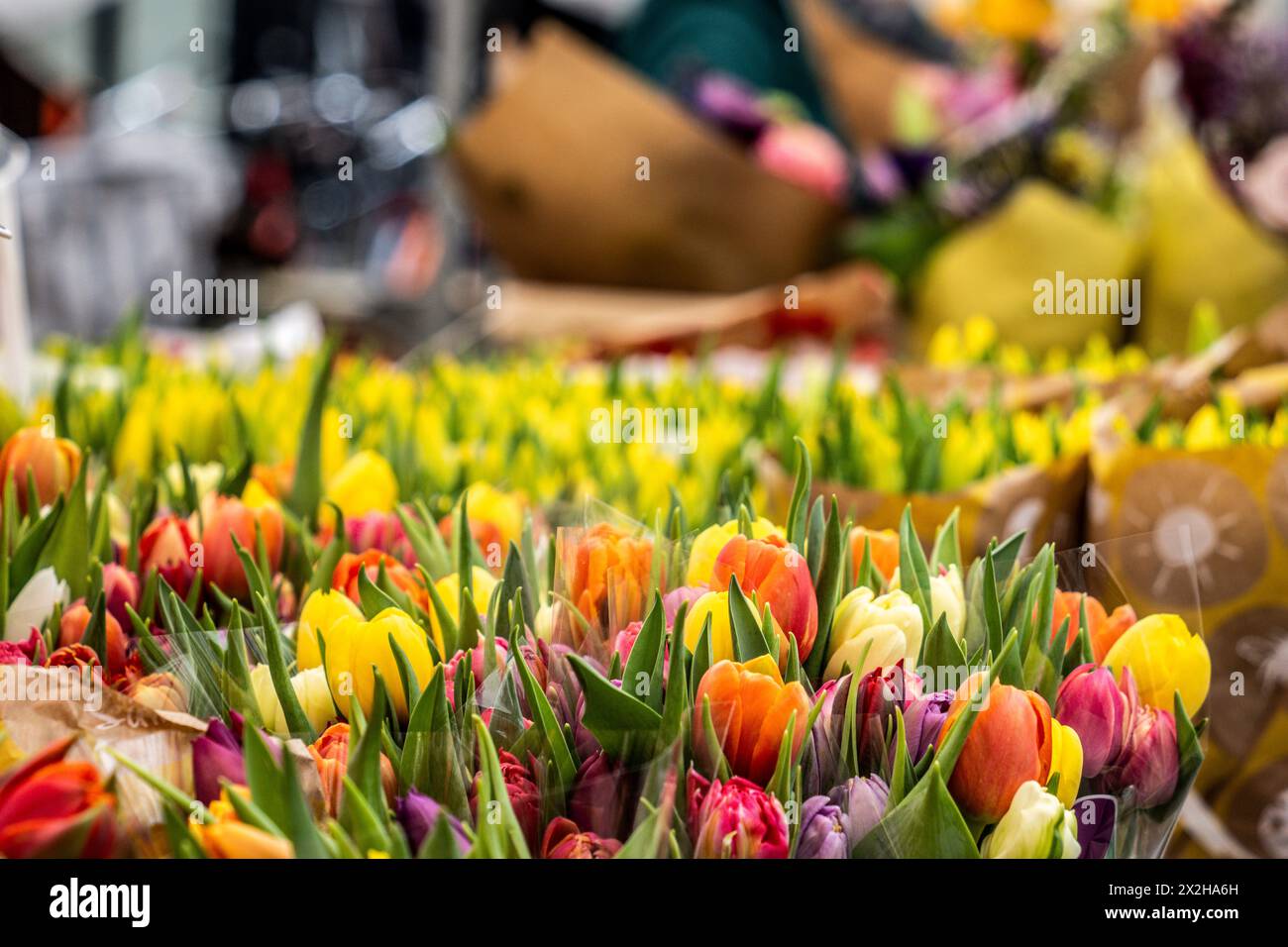 Fleuriste marché urbain, quartier de Pijp, Amsterdam, pays-Bas Banque D'Images