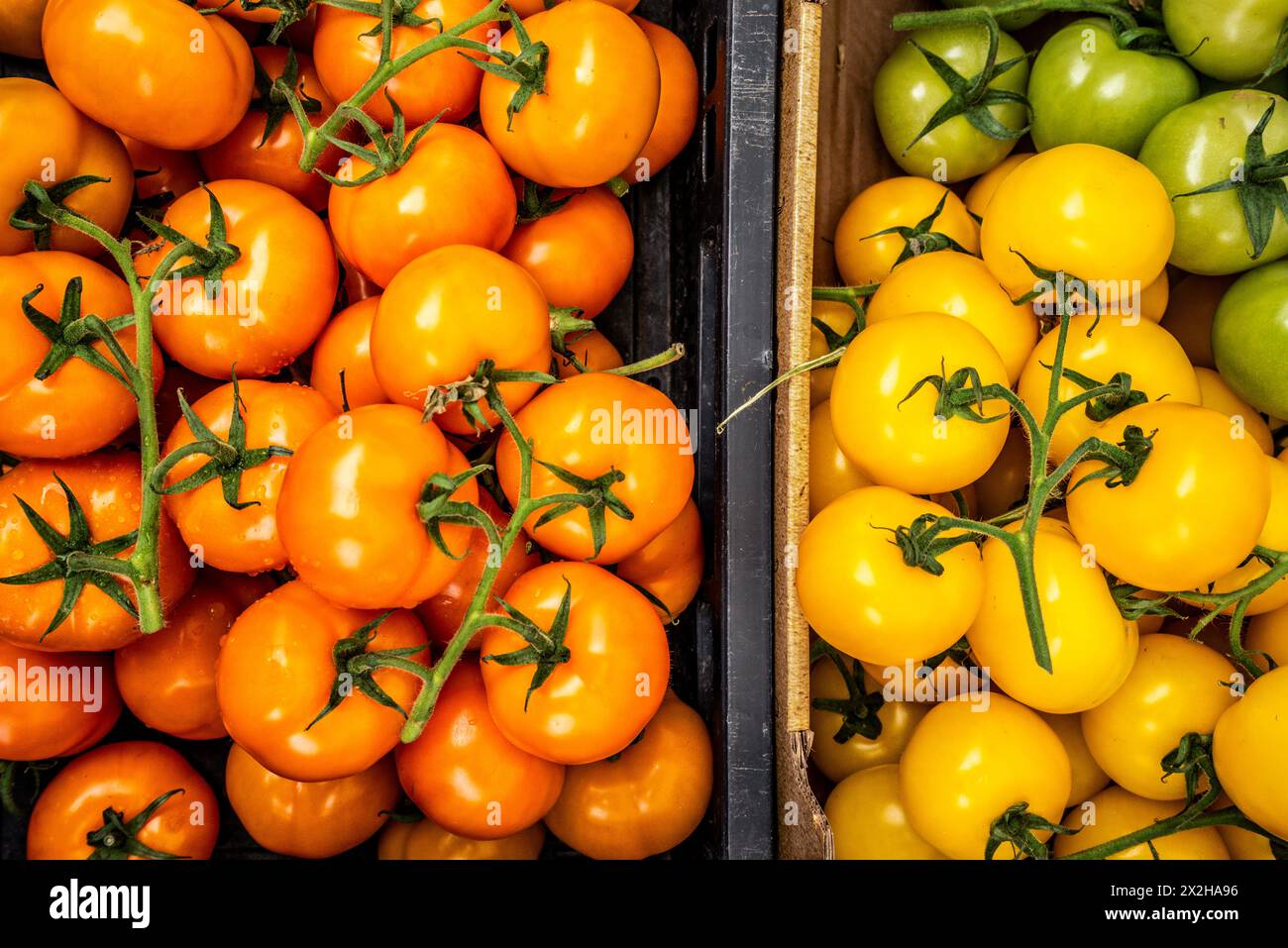 Tomates rouges et jaunes, magasin de légumes, marché urbain, quartier de Pijp, Amsterdam, pays-Bas Banque D'Images