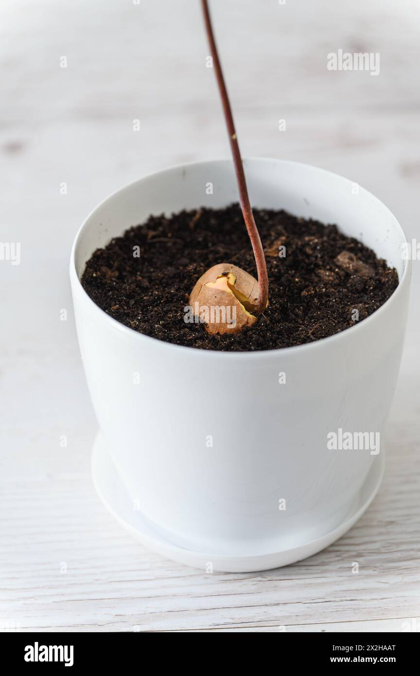 Gros plan d'une graine d'avocat avec germination dans un pot sur un fond clair. Banque D'Images
