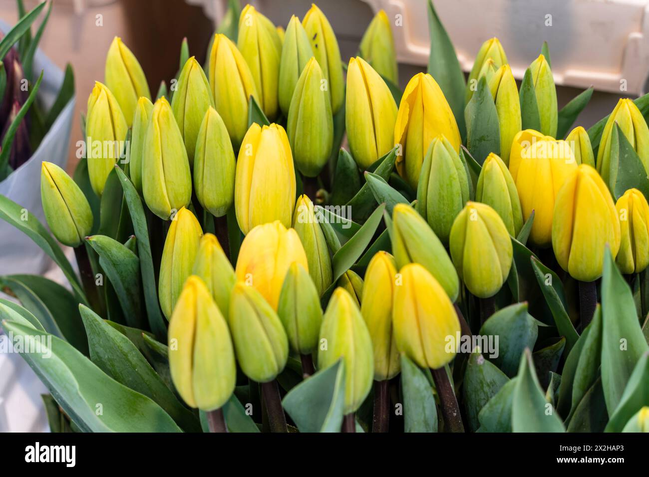 Marché aux fleurs -Bloemenmarkt-, canal Singel, Amsterdam, pays-Bas Banque D'Images