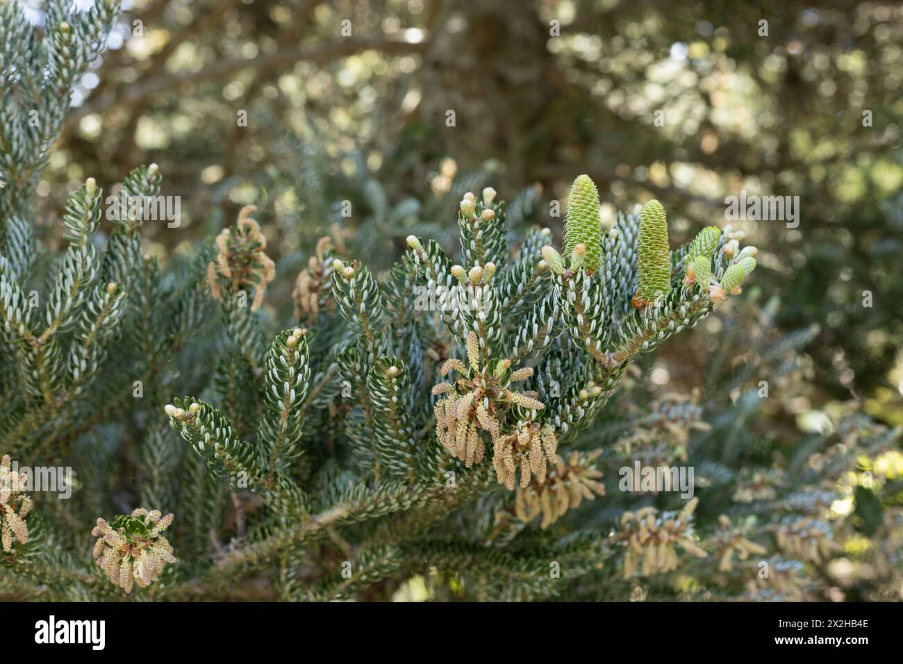 Abies koreana 'Horstmann's Silberlocke' - sapin coréen gros plan. Banque D'Images