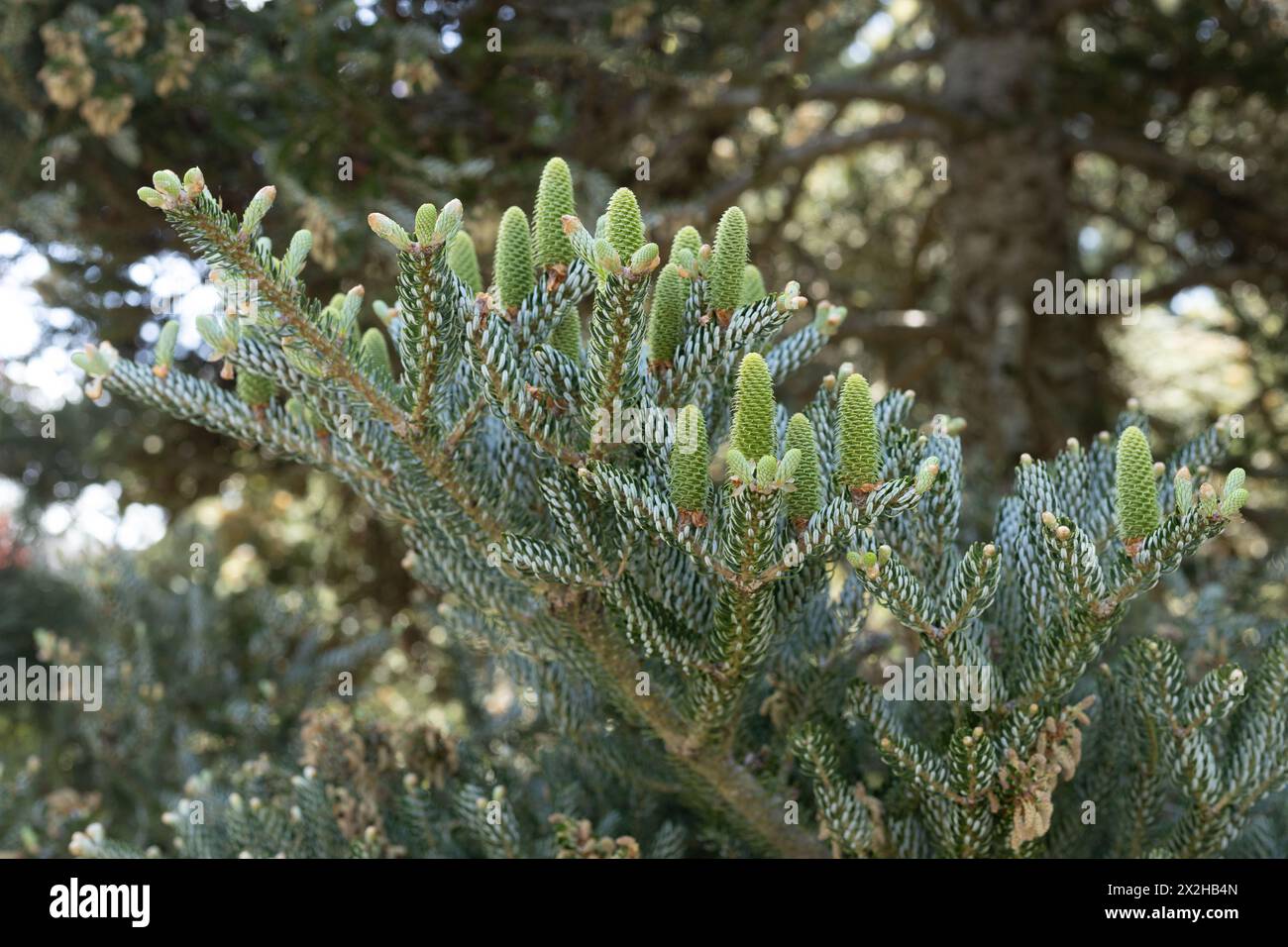 Abies koreana 'Horstmann's Silberlocke' - sapin coréen gros plan. Banque D'Images