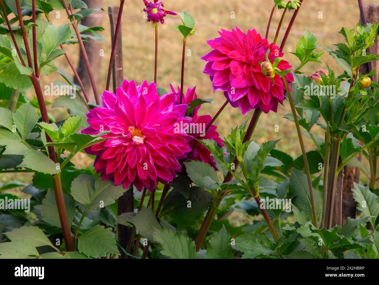 Fleurs de Dalia roses fraîches en pleine floraison dans un jardin Banque D'Images