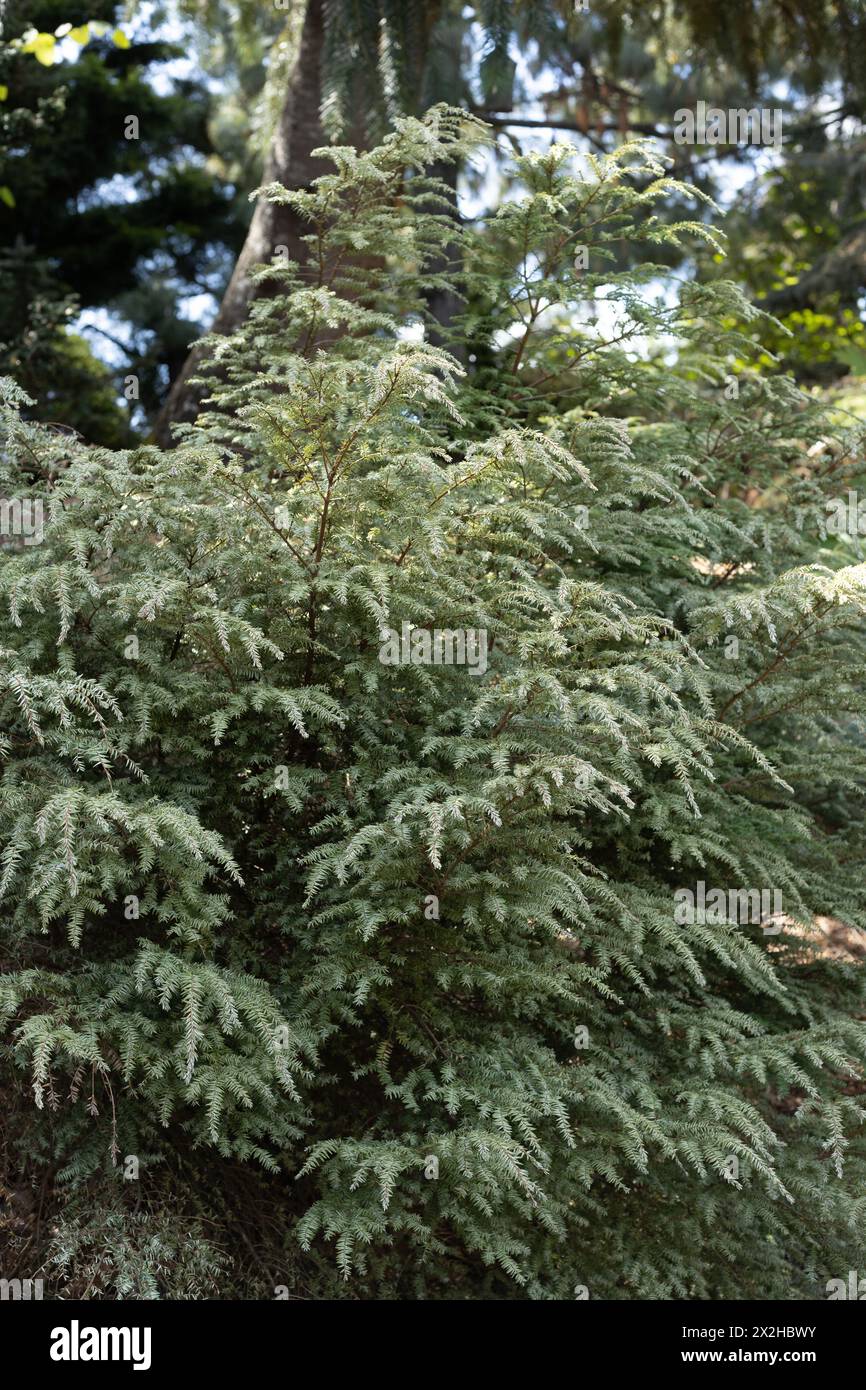 Tsuga canadensis 'Moon Frost'. Banque D'Images