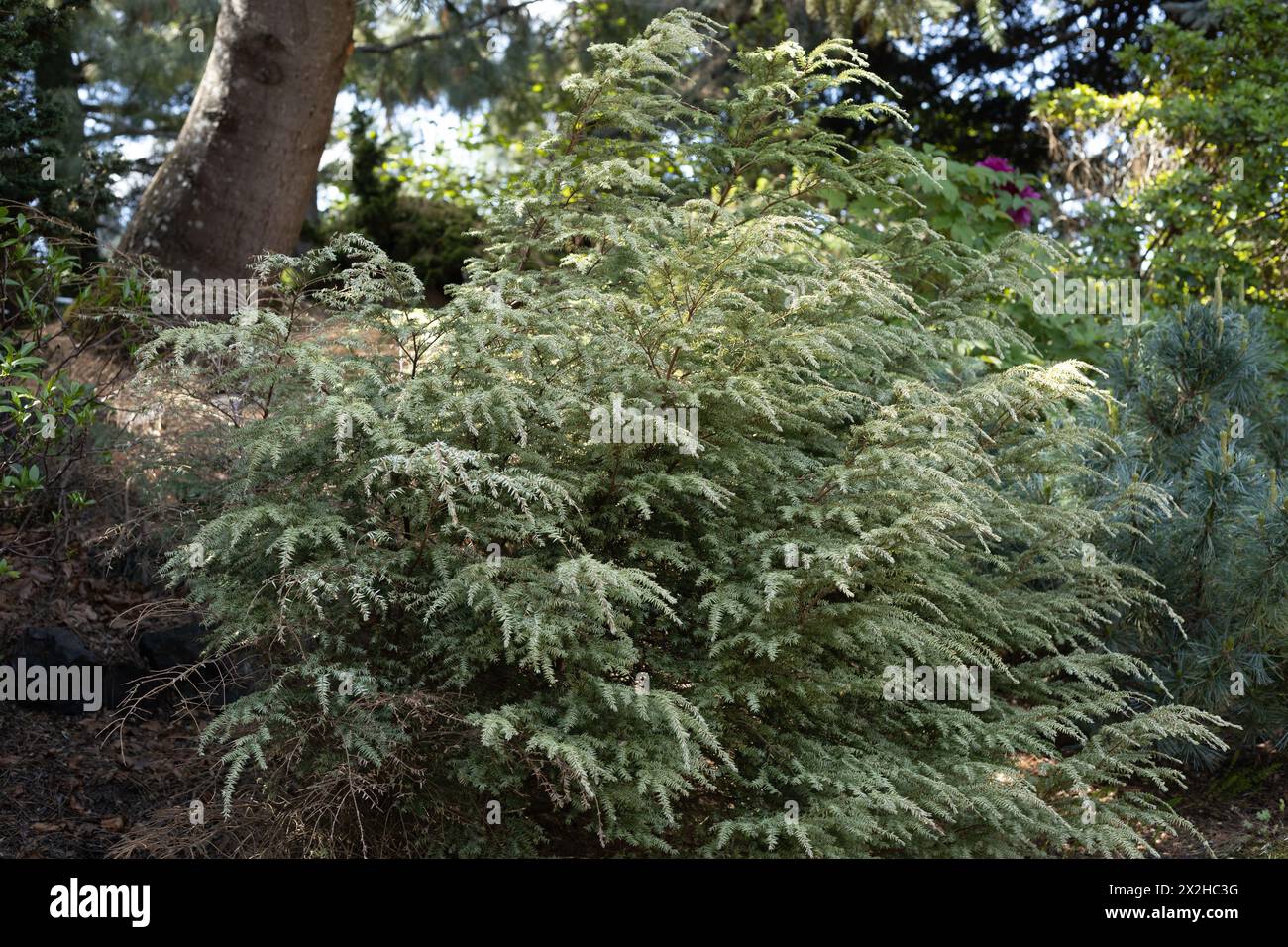 Tsuga canadensis 'Moon Frost'. Banque D'Images