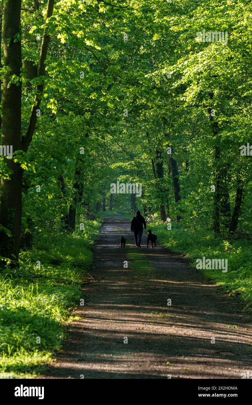 Un chemin de terre traverse une communauté végétale dynamique dans une forêt verdoyante, avec de grands arbres bordant le chemin, jetant de l'ombre sur les plantes terrestres an Banque D'Images