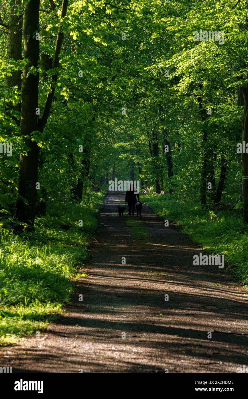 Un chemin de terre traverse une communauté végétale dynamique dans une forêt verdoyante, avec de grands arbres bordant le chemin, jetant de l'ombre sur les plantes terrestres an Banque D'Images