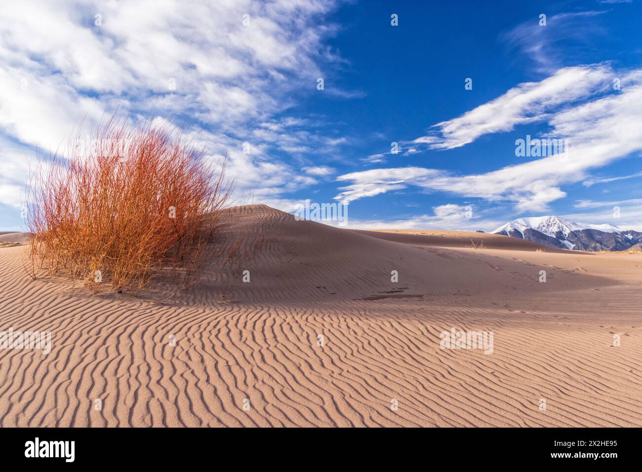Un choc de branches de saule rouge s'accroche au sommet d'une dune ondulée dans le parc national de Great Sand Dunes, Colorado. Banque D'Images