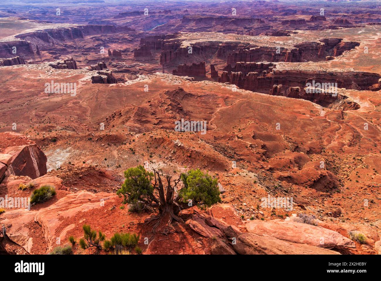 Vue en bas d'un genièvre sur une corniche au-dessus de Monument Basin, vu de Grand Viewpoint, Canyonlands National Park près de Moab, Utah. Banque D'Images