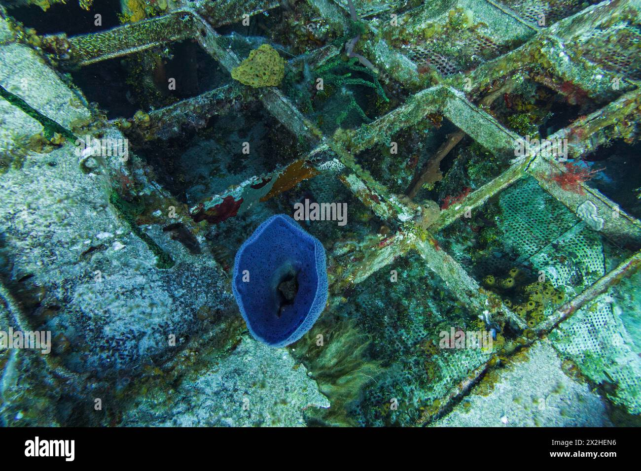 Éponges et corail attachés à la grille métallique de l'ancien destroyer russe M/V Captain Keith Tibbets dans les eaux au large de Cayman Brac, île Cayman Banque D'Images