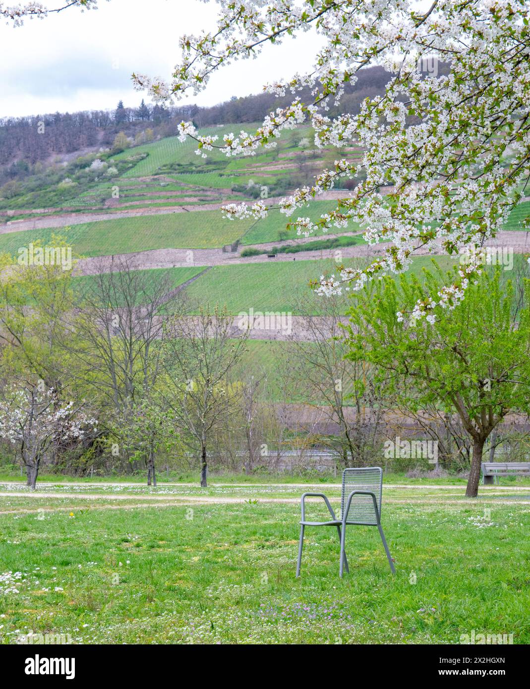 Beau parc en Europe au printemps près d'une rivière. Une chaise sous l'arbre. Reposez-vous et détendez-vous dans la nature. Banque D'Images