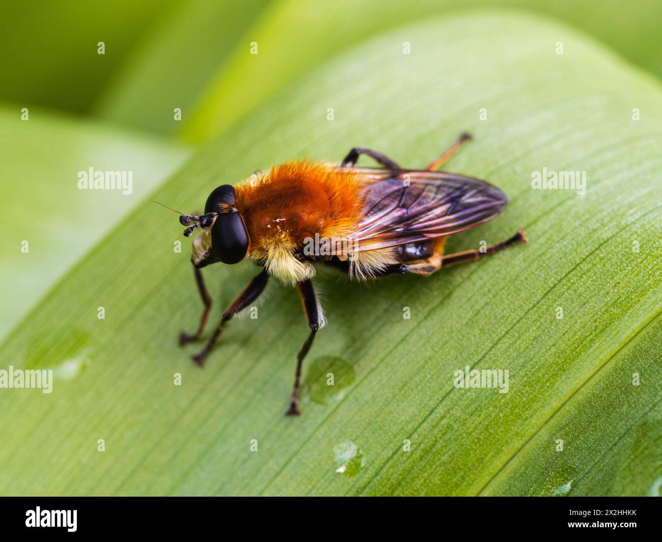 Abeille femelle adulte imitant UK hoverfly, Merodon equestris, mouche Narcisse. Les larves se nourrissent des coeurs de jonquilles et de gouttes de neige. Banque D'Images