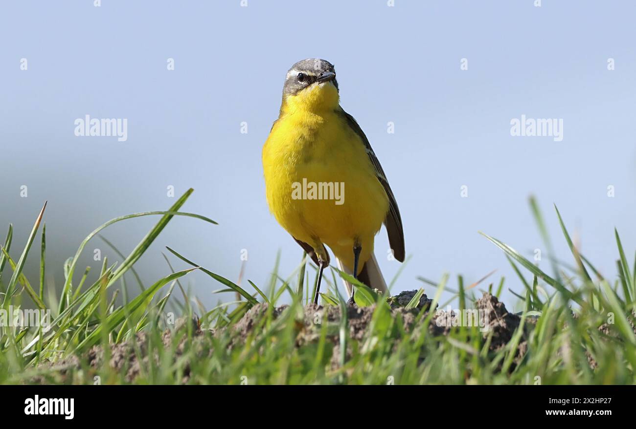 Wagtail jaune occidental mâle (Motacilla flava) Banque D'Images