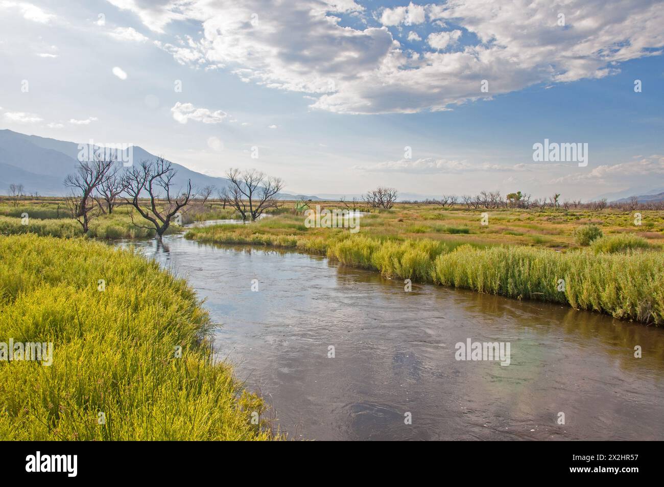 Rivière Owens avec rivage herbeux et arbres noircis d'un incendie récent Banque D'Images
