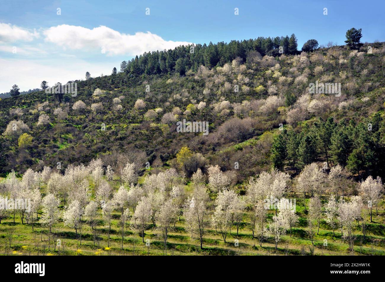 Paysage pittoresque dans la région de la vallée de Duoro au Portugal, Europe Banque D'Images