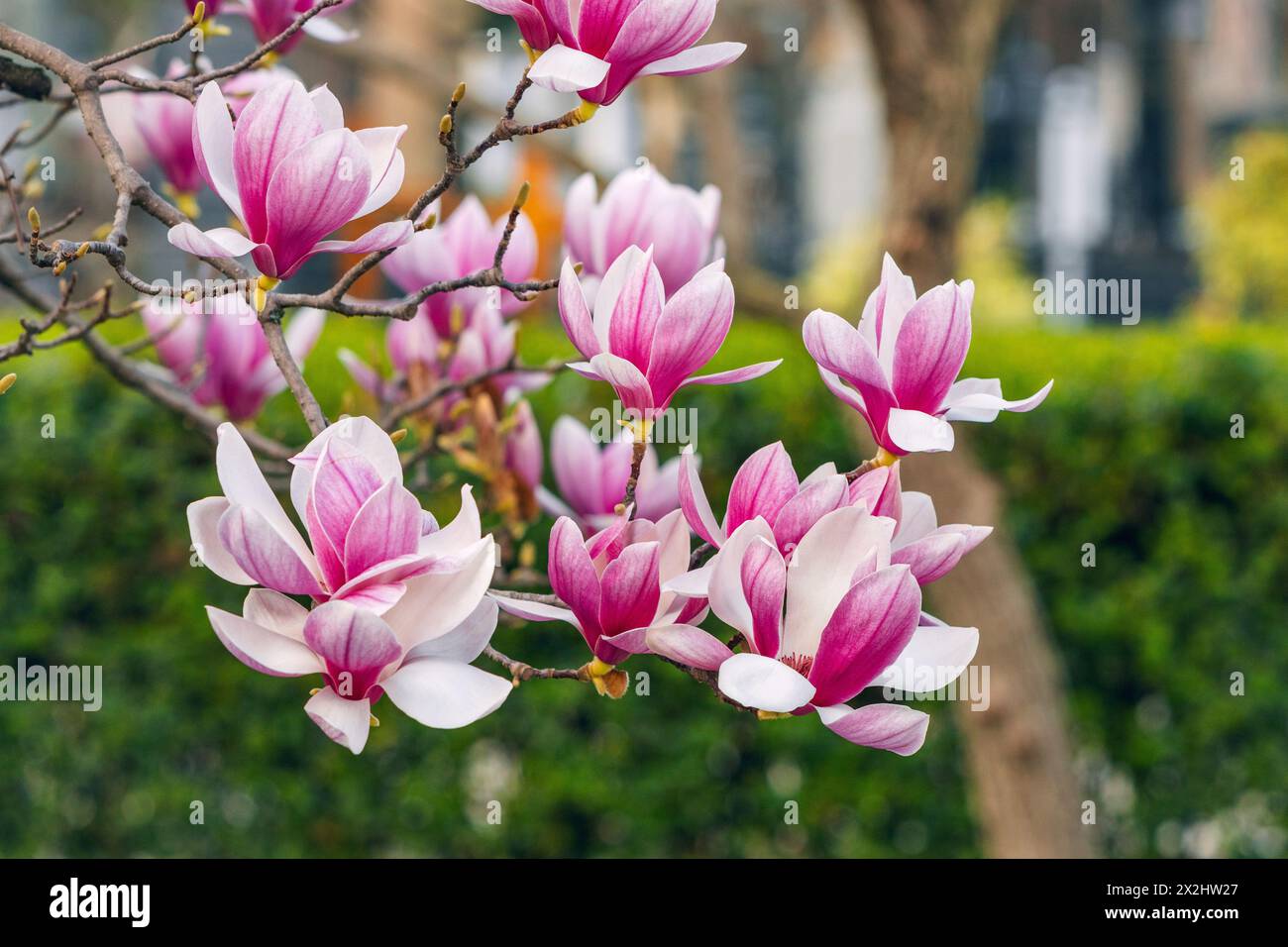 Dans le parc : Magnolia fleurit dans des tons roses et violets. Banque D'Images