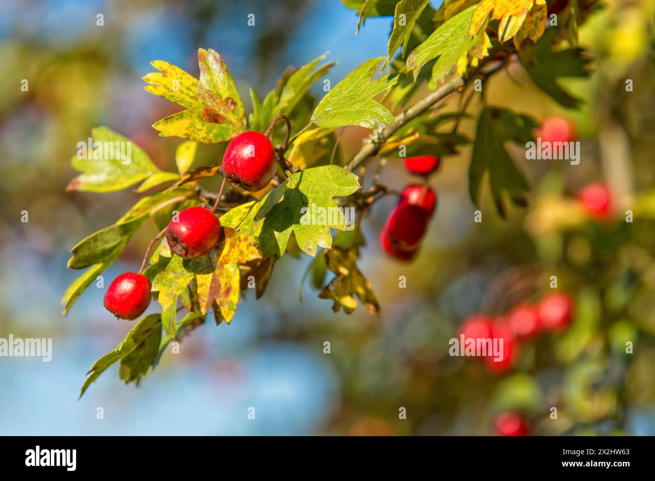 Aubépine (Crataegus monogyna), fruits, à la fin de l'été, Hartenstein, Erzgebirge, Saxe Banque D'Images
