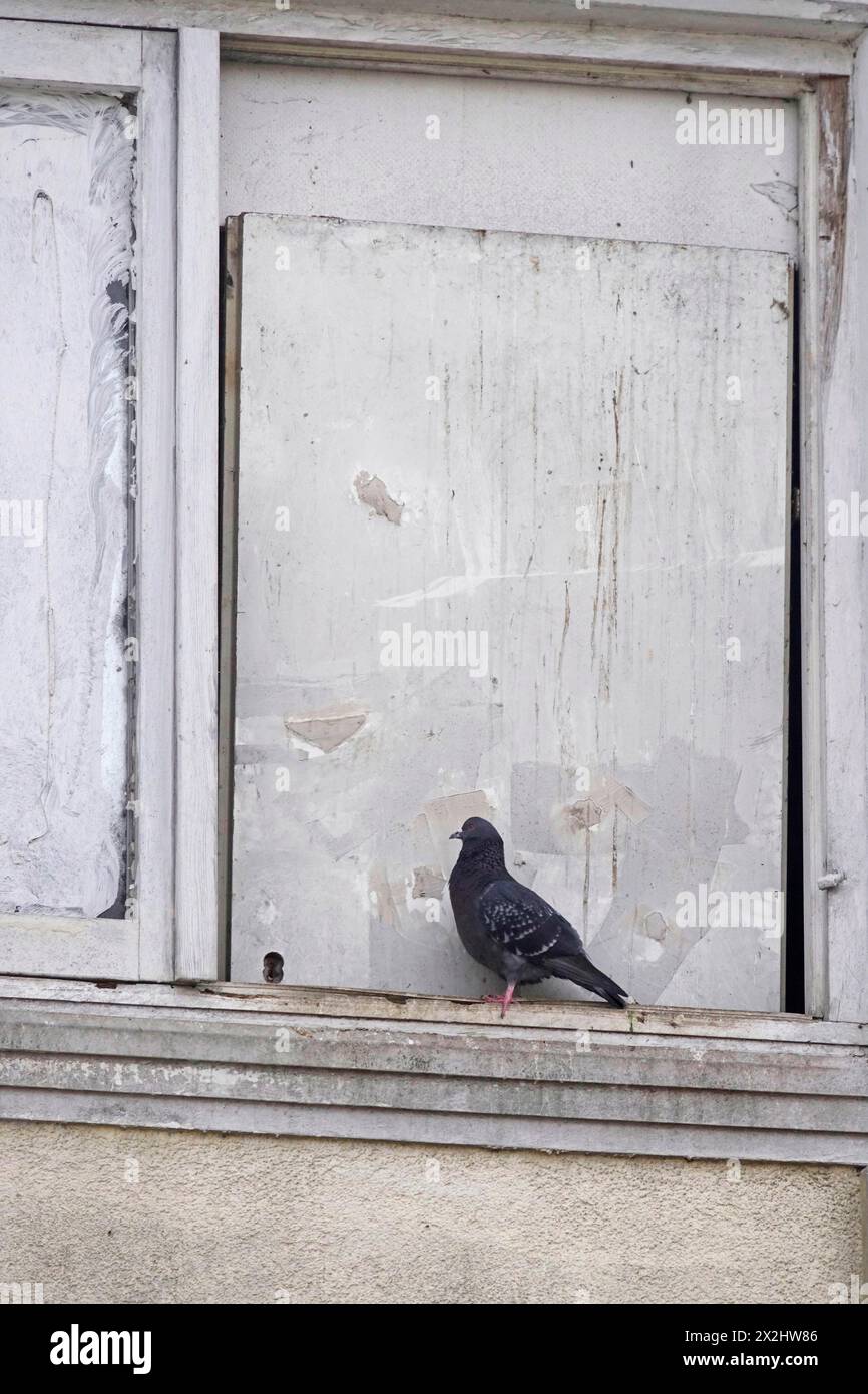 Pigeon de ville, printemps, Allemagne Banque D'Images