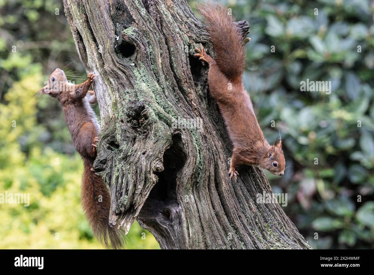 Écureuil roux d'Eurasie (Sciurus vulgaris), deux animaux sur un tronc d'arbre, Emsland, basse-Saxe, Allemagne Banque D'Images