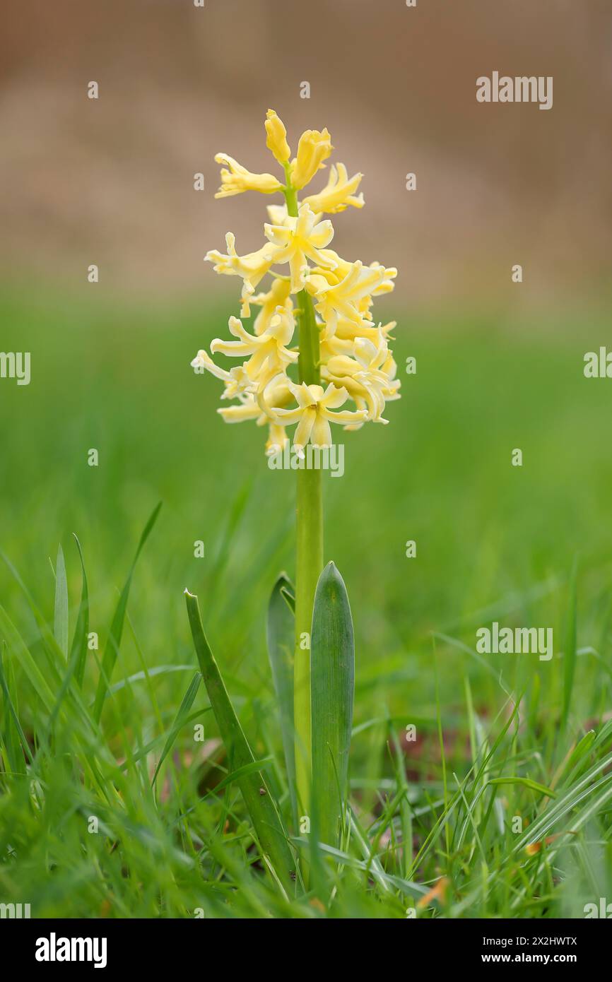 Jacinthe jaune de jardin (Hyacinthus), floraison dans un pré, inflorescence, Siegerland, Rhénanie du Nord-Westphalie, Allemagne, Europe Banque D'Images