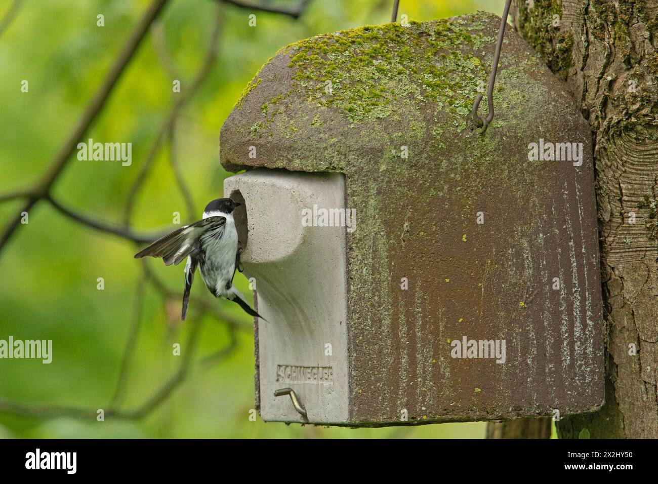 Mâle Flycatcher à collier avec ailes ouvertes suspendues à la boîte de nidification sur le tronc d'arbre vu à droite Banque D'Images