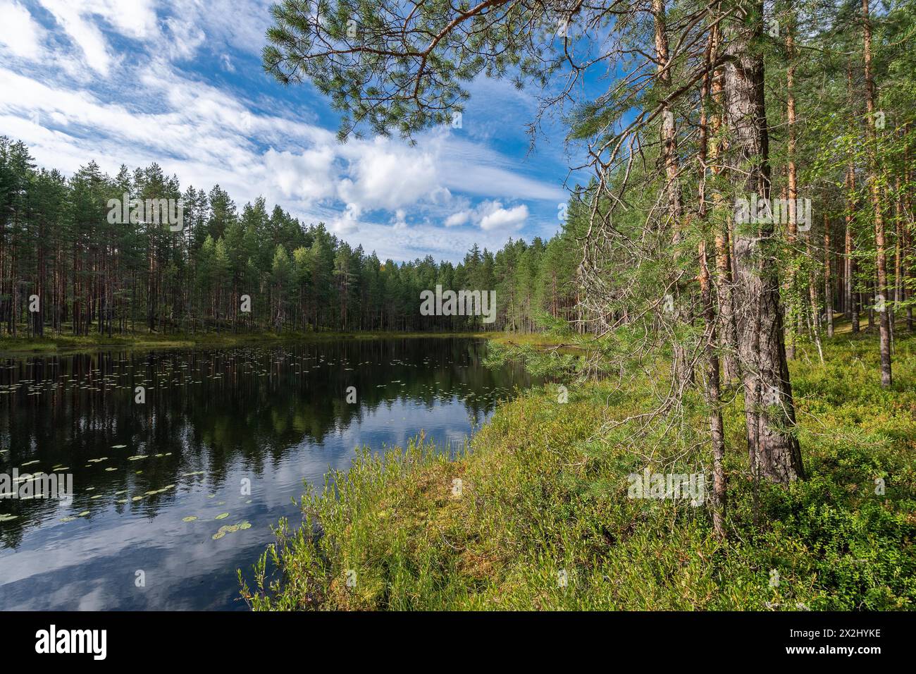 Lac, forêt, Parc national d'Isojaervi, Finlande Banque D'Images