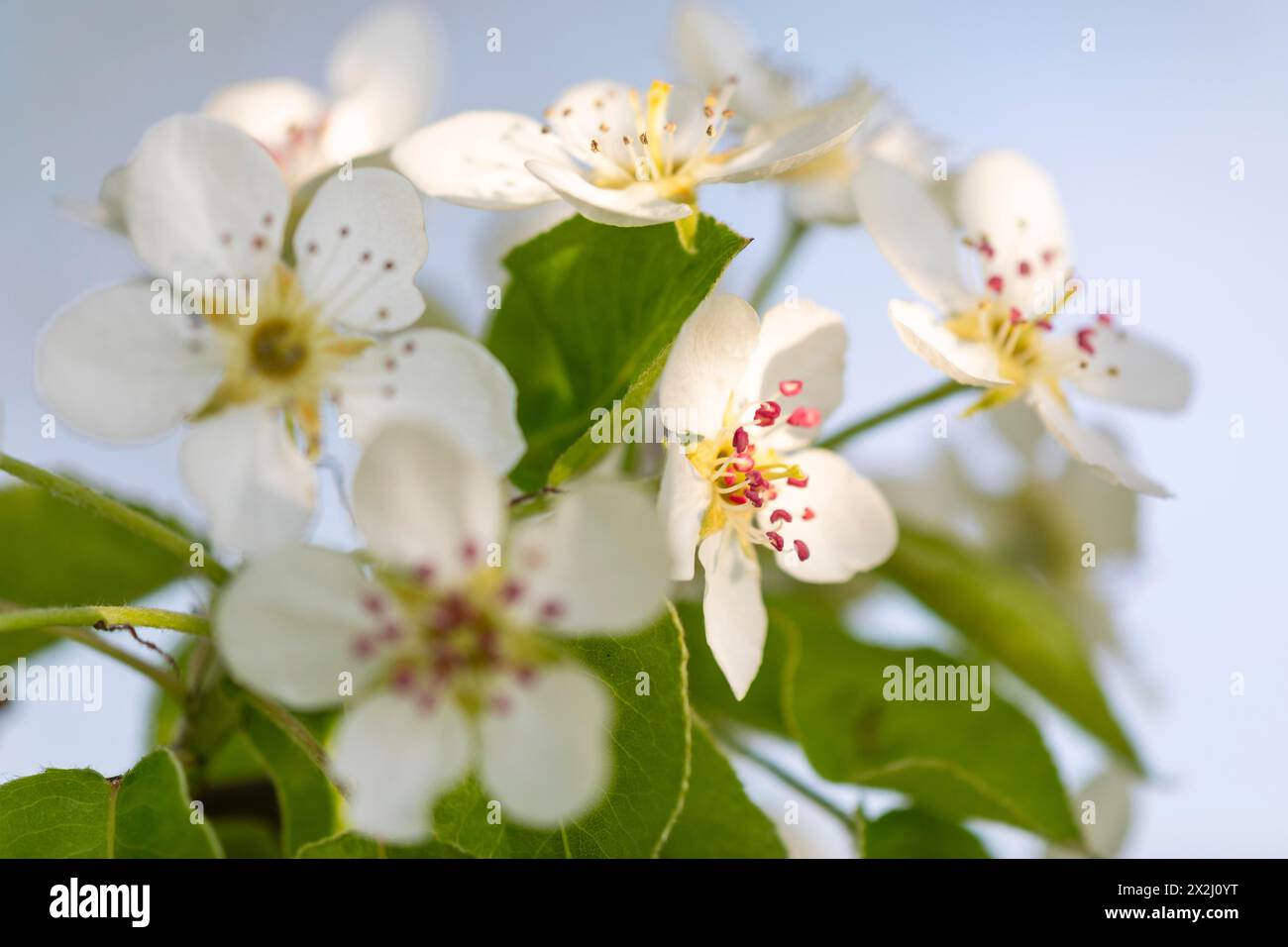 Fleurs de poirier (Pyrus), famille des fruits à pépins (Pyrinae), verger de prairie, printemps, Langgassen, Pfullendorf, Linzgau, Bade-Wuertemberg, Allemagne Banque D'Images