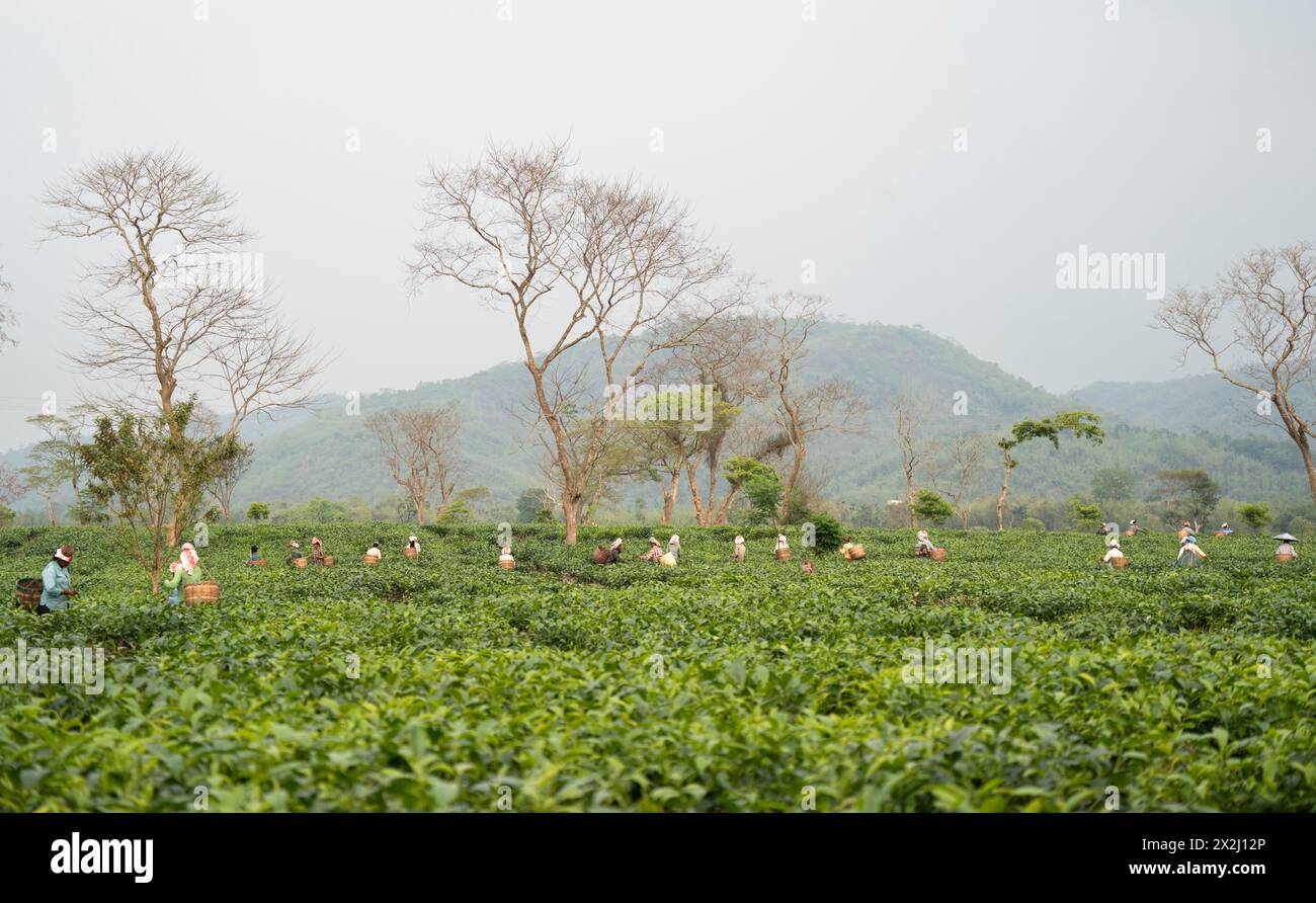 Bokakhat, Inde. 20 avril 2024. Des femmes cueilleuses de thé cueillent des feuilles de thé dans un domaine de thé, à Bokakhat, Assam, Inde. L'industrie du thé en Assam est un Banque D'Images