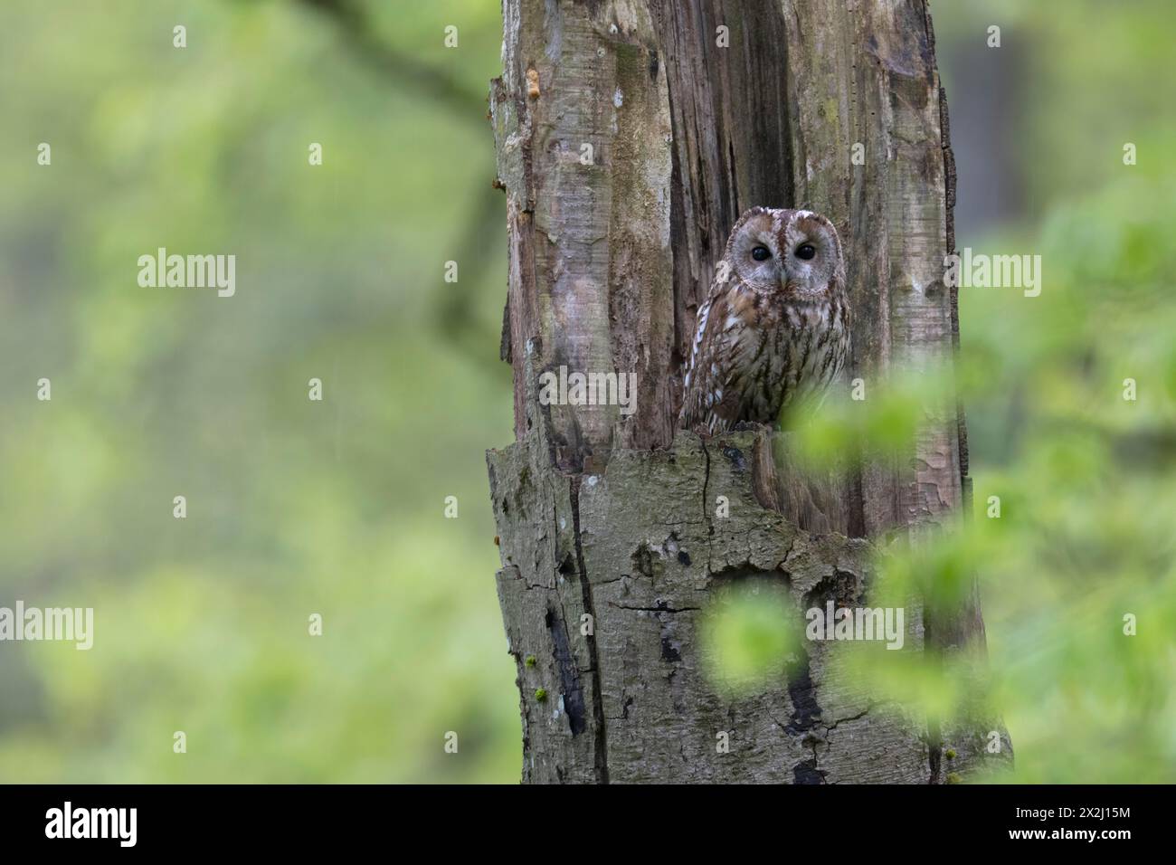 Tawny Owl, Wittlich, Eifel, Allemagne Banque D'Images