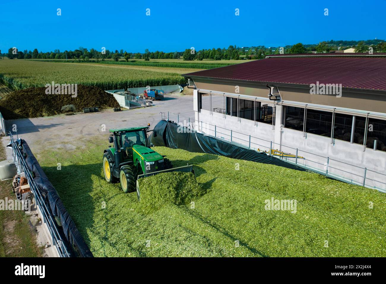Excavateur tracteur formant tas de maïs fourrage haché - Banque D'Images